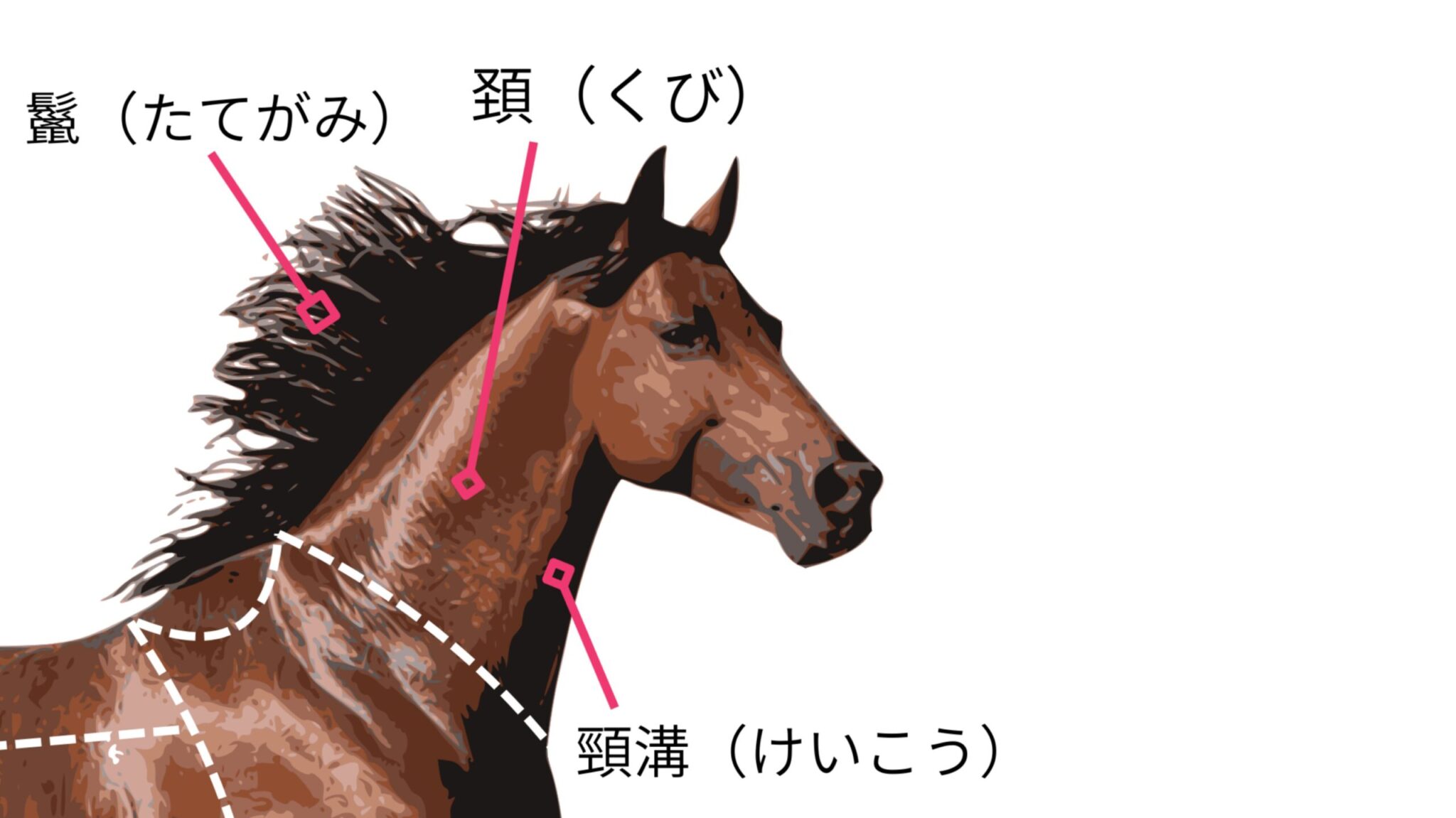 馬の体の名前を図解で解説|乗馬初心者でもわかる馬体名称ガイド | 馬こと。